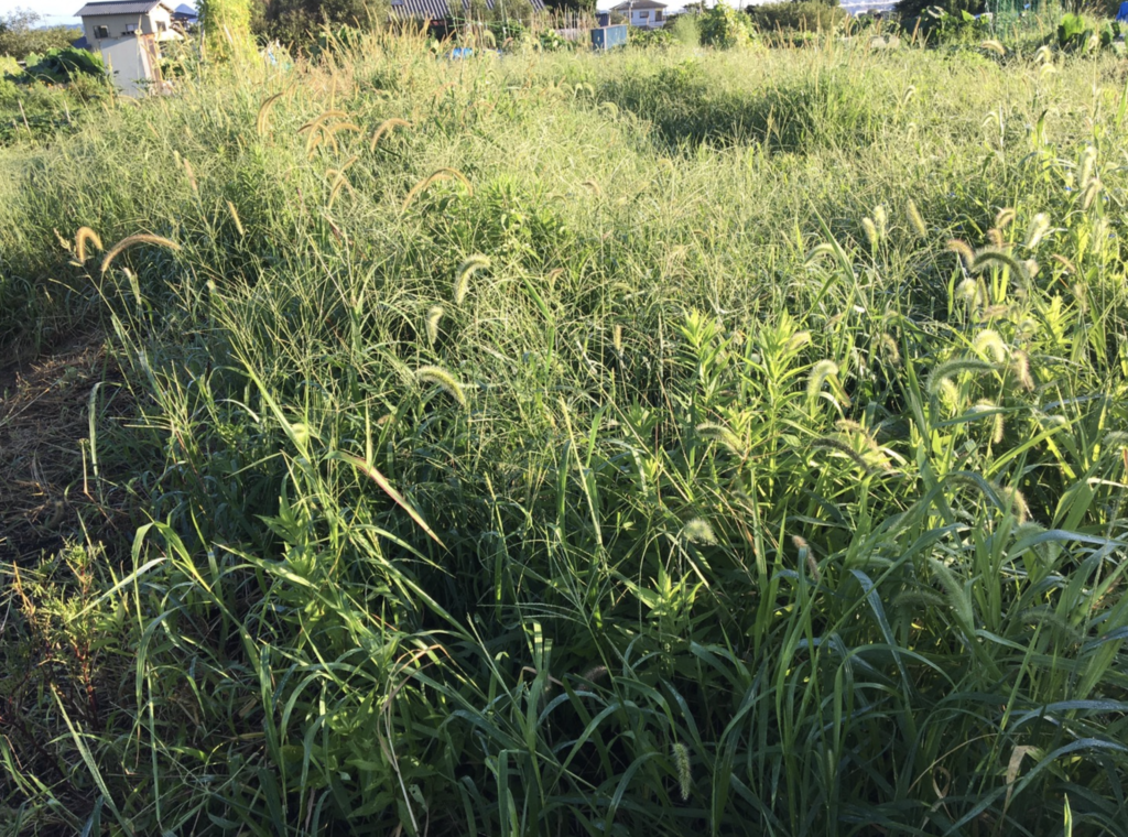 油断して、畑が草だらけになってしまった写真。