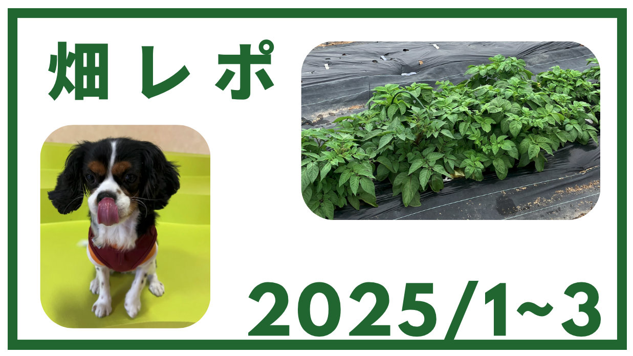 畑レポート
