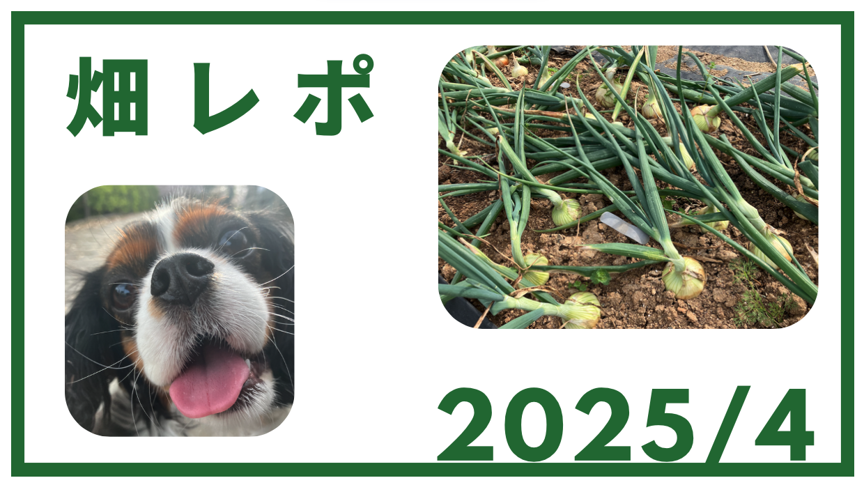 2025年4月の活動報告