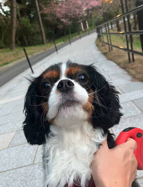 なつと桜