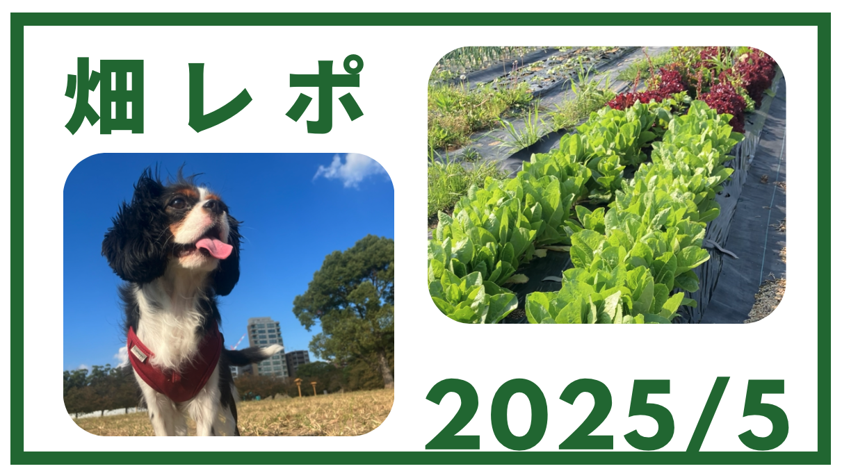 畑レポート2025年5月