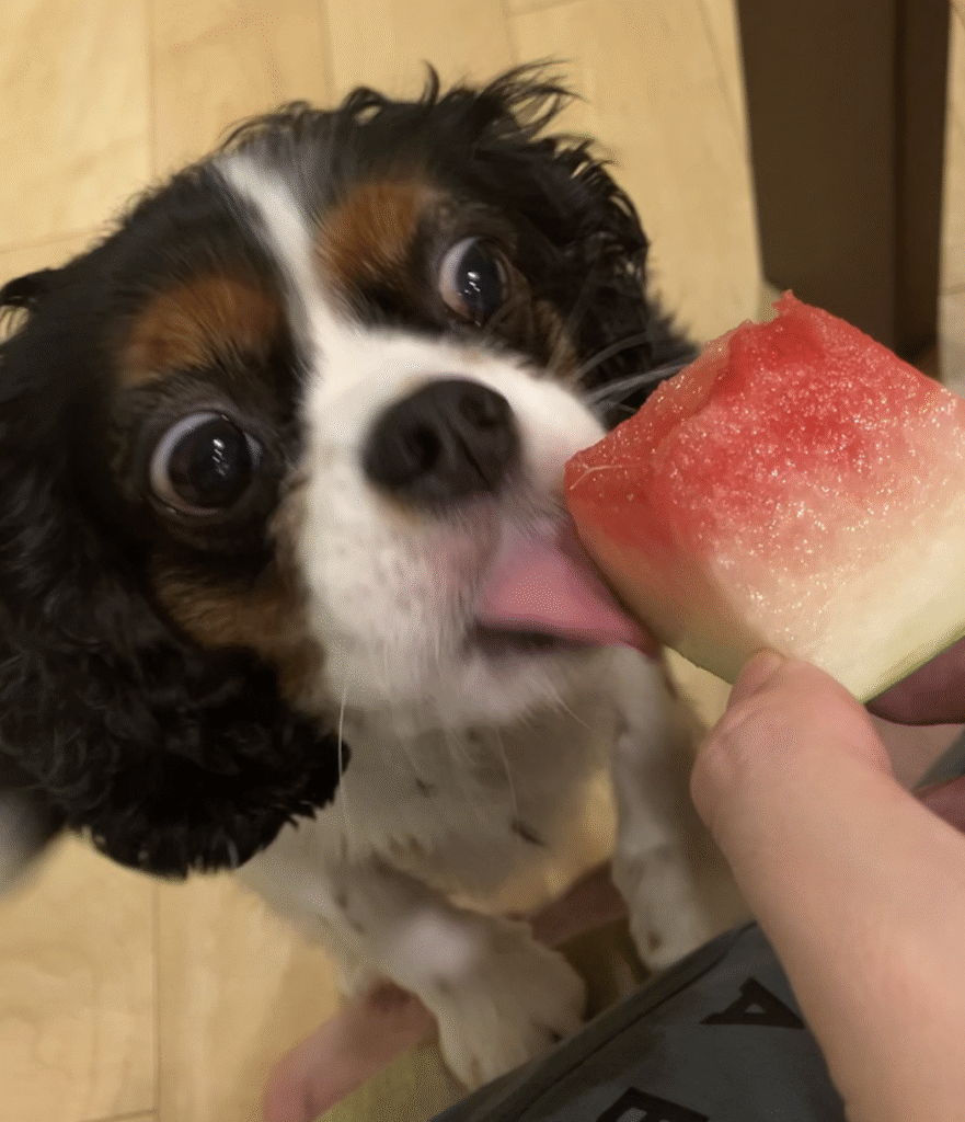 みかんがスイカを食べるところ。