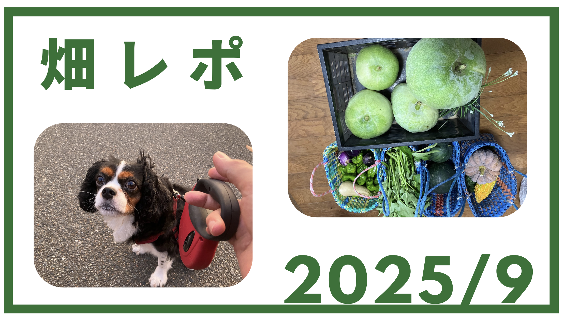 2025年9月畑レポート