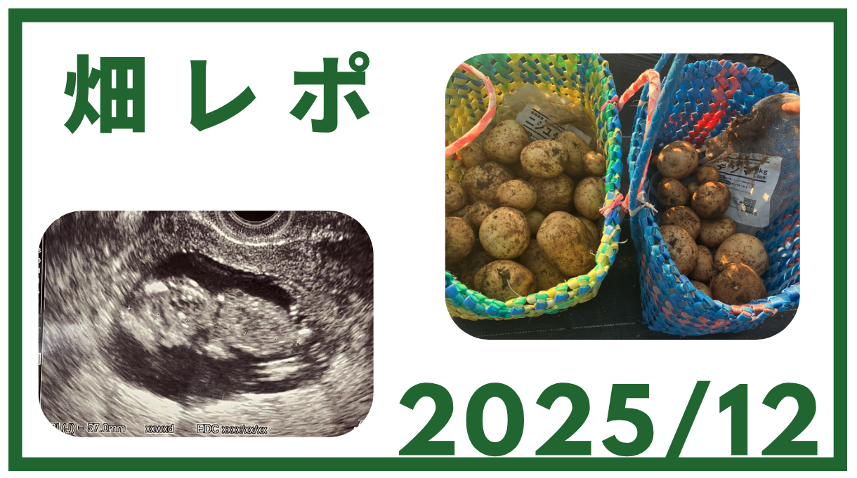 2025年12月畑レポ