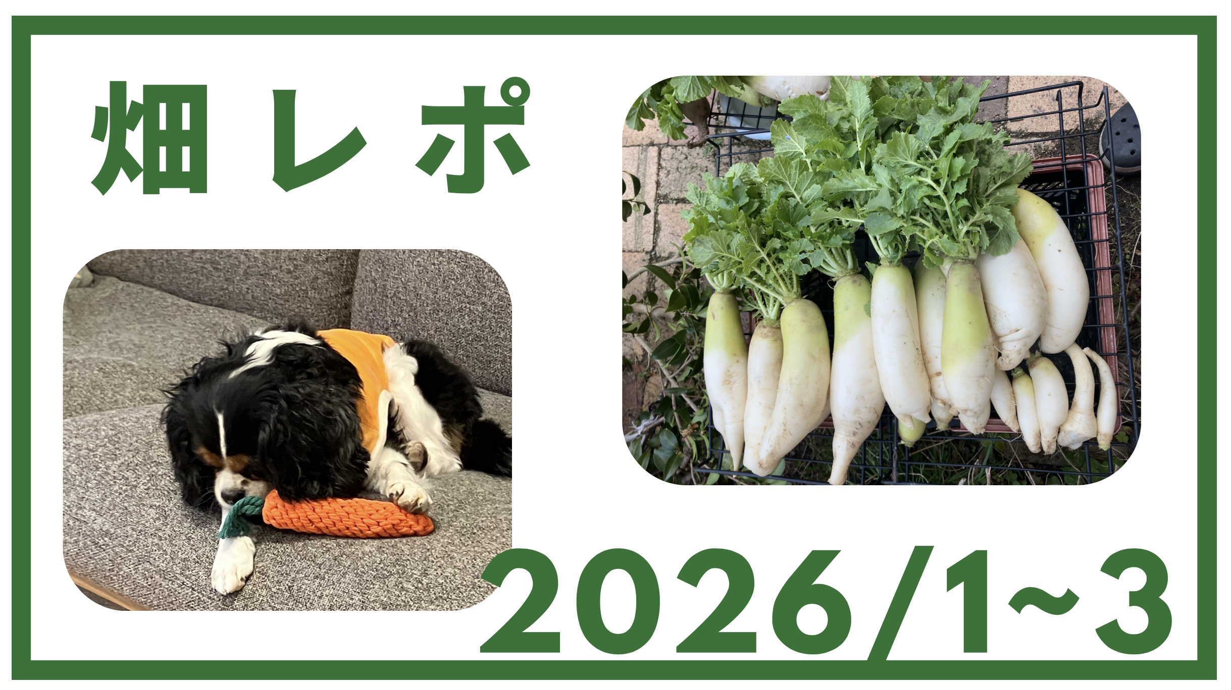 畑レポ 2026年1-3月